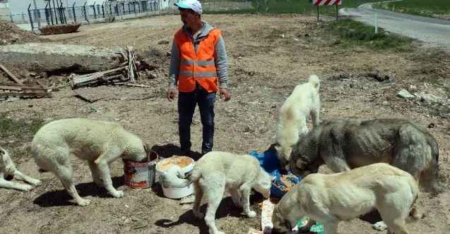İnşaat işçisi sokak hayvanlarının ‘can dostu’ oldu