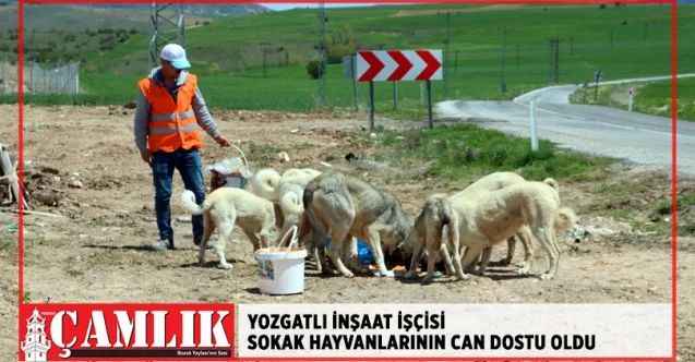 Yozgatlı İnşaat İşçisi Sokak hayvanlarının can dostu oldu