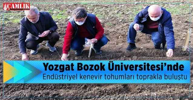 Yozgat Bozok Üniversitesi’nde endüstriyel kenevir tohumları toprakla buluştu