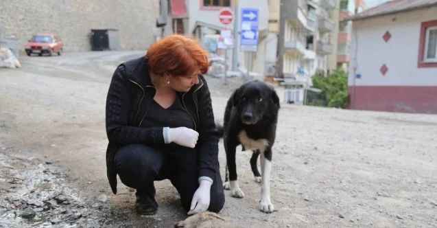 Anne köpek ölen yavrusunun başından saatlerce ayılmadı