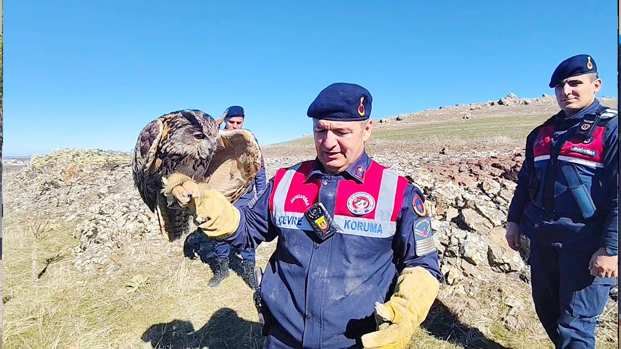 Yozgat Saraykent'te Yaralı Puhu Jandarma Ekiplerince Kurtarıldı