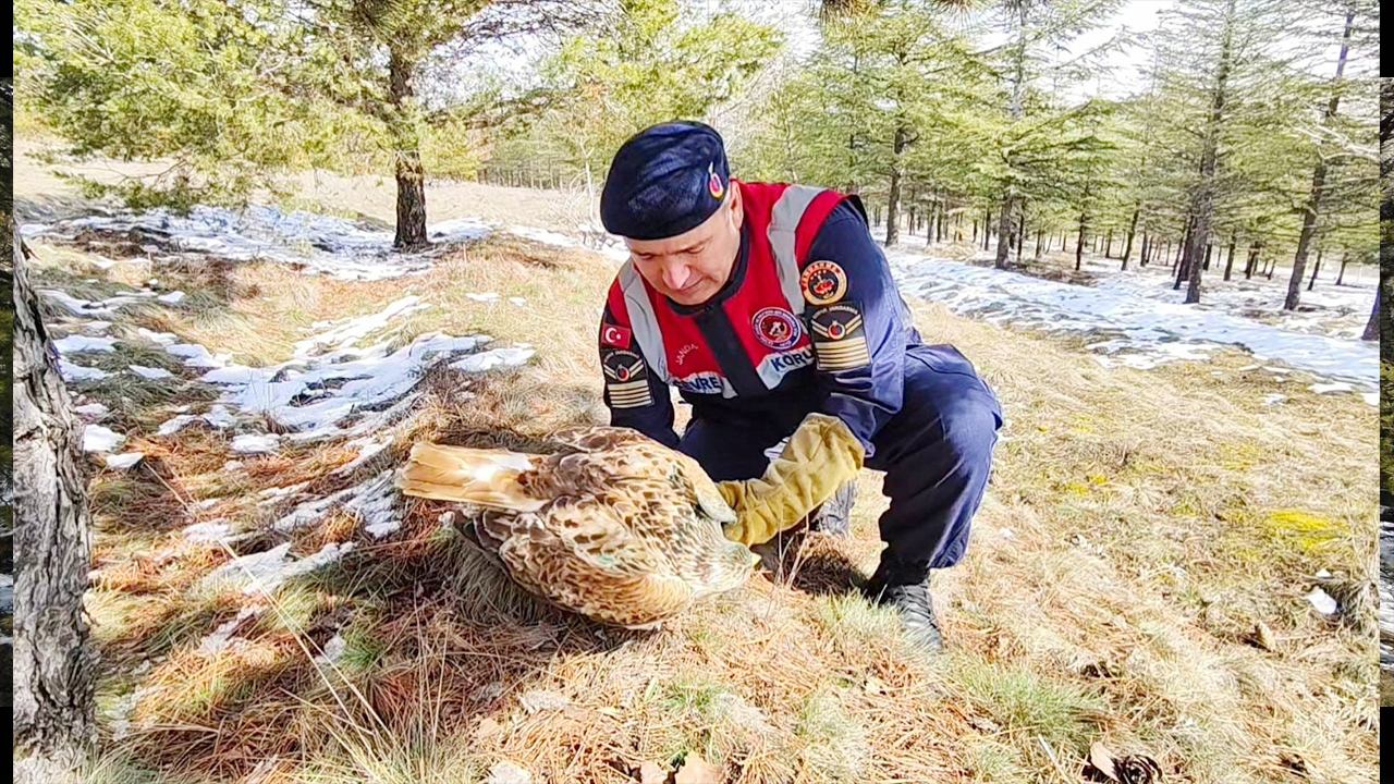 Yozgat’ta yaralı şahine jandarma şefkati