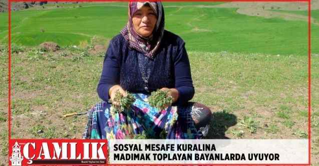 Yozgat'ta madımak toplayan bayanlar, sosyal mesafeyi koruyor