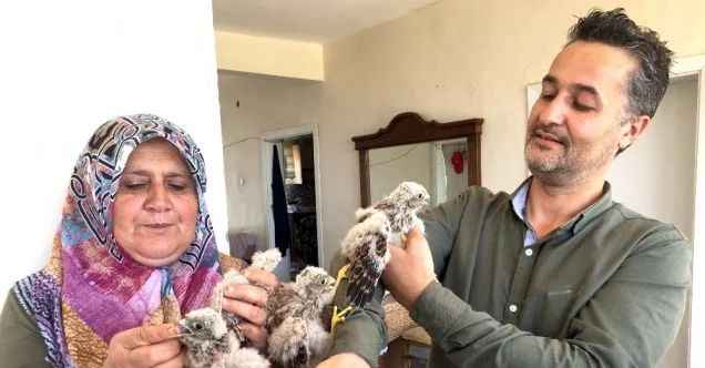 Yuvadan düşen yavru kartallar etle besleniyor