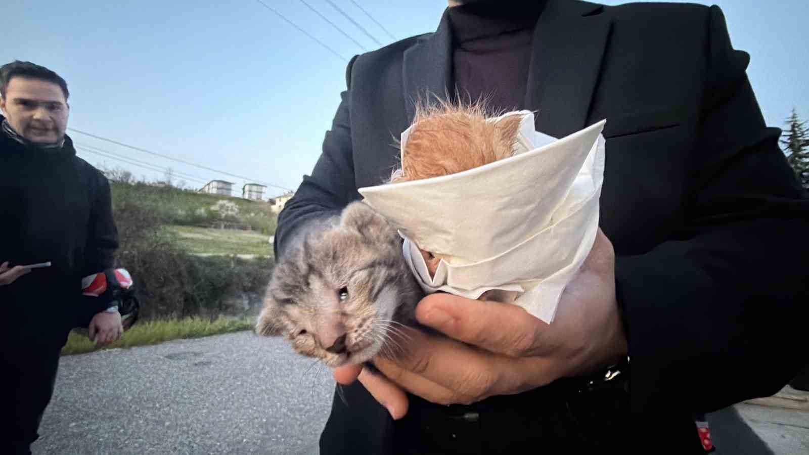 Kedileri merhametli kız kurtardı