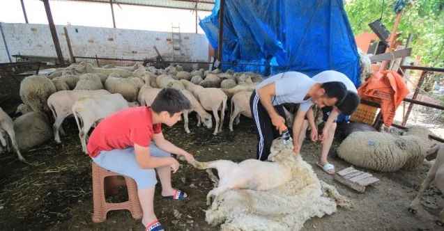 Sıcaktan bunalan koyunları kırparak rahatlatıyor