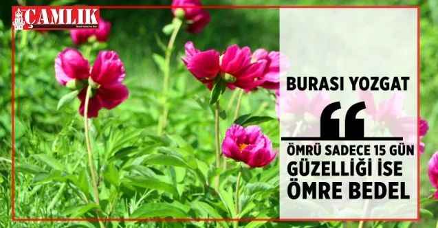 Ömrü Sadece 15 Gün, Güzelliği İse Ömre Bedel