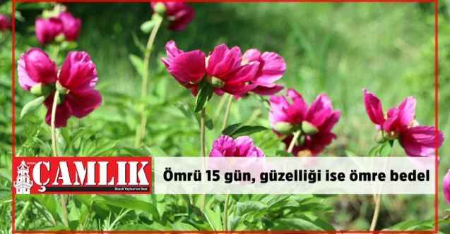 Ömrü sadece 15 gün, güzelliği ise ömre bedel