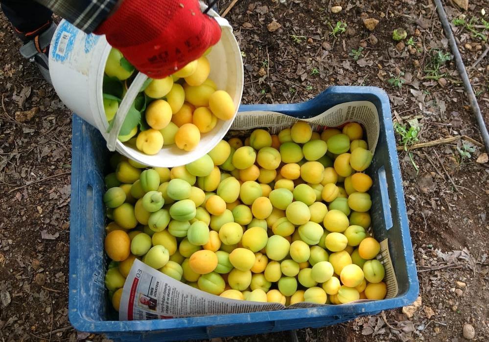Kayısı hasadı gecikti: Gözler kilo fiyatına çevrildi
