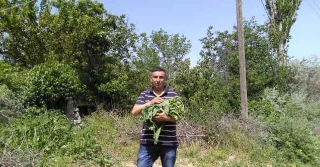 Doğada kendiliğinden yetişen efelik otu sofraların vazgeçilmezi oldu