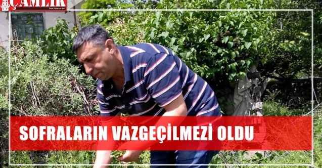 Efelik otu sofraların vazgeçilmezi oldu