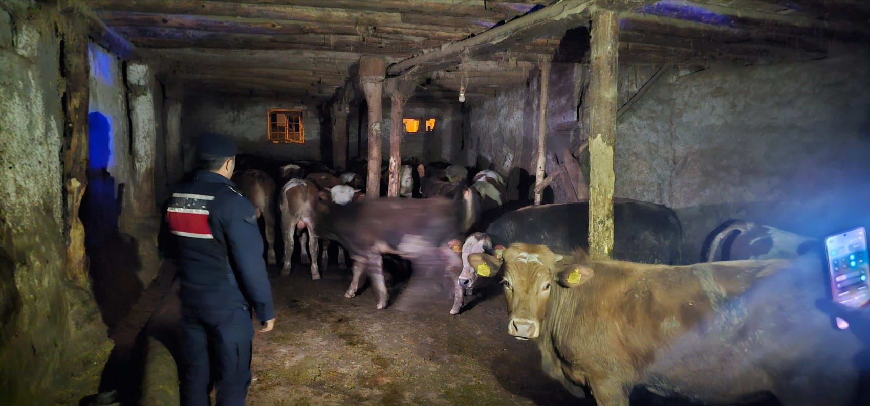 Yozgat’ta Kayıp 22 Büyükbaş Hayvan Bulundu: Jandarmadan Hızlı Müdahale