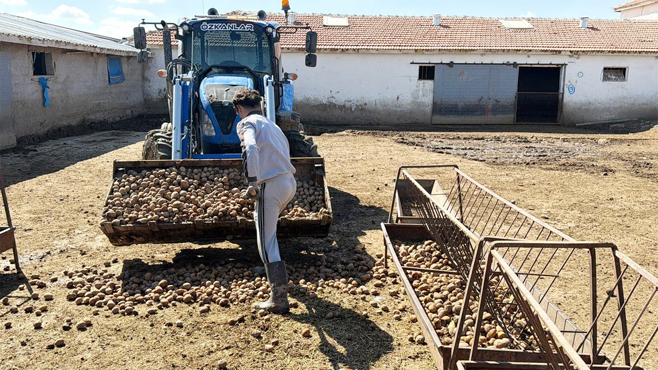 Yozgat’ta Maliyeti 10 Lira Olan Patates Hayvanlara Azık Oldu