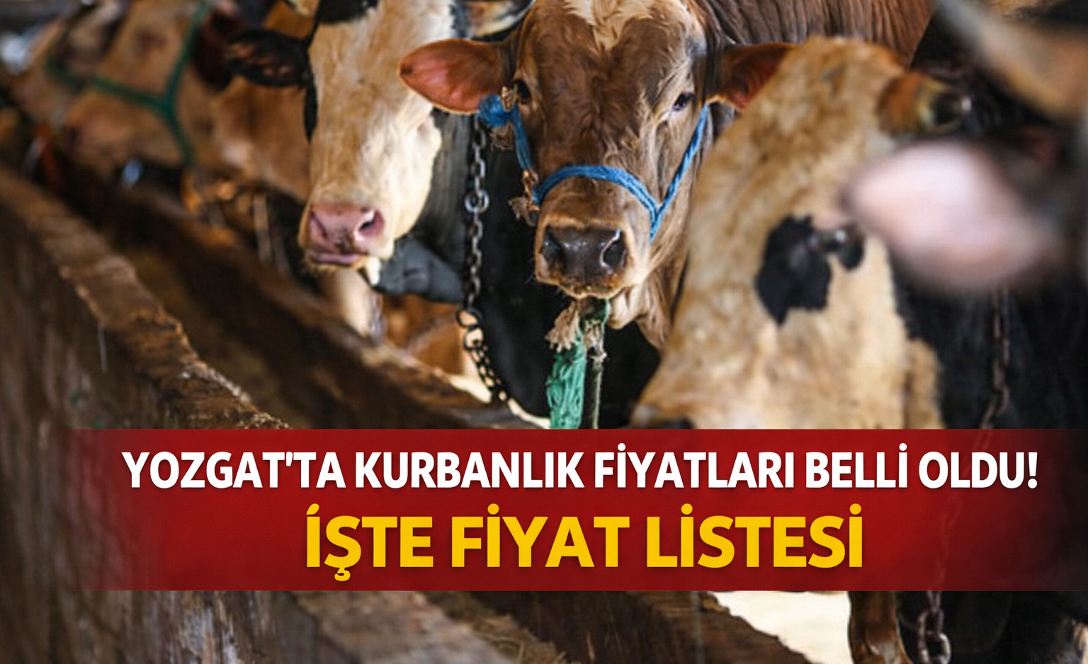 Yozgat Kurbanlık Fiyatları Ne Kadar? Büyükbaş ve Küçükbaş Güncel Fiyat Listesi 2026