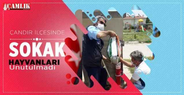Çandır'da Sokak Hayvanları Unutulmadı