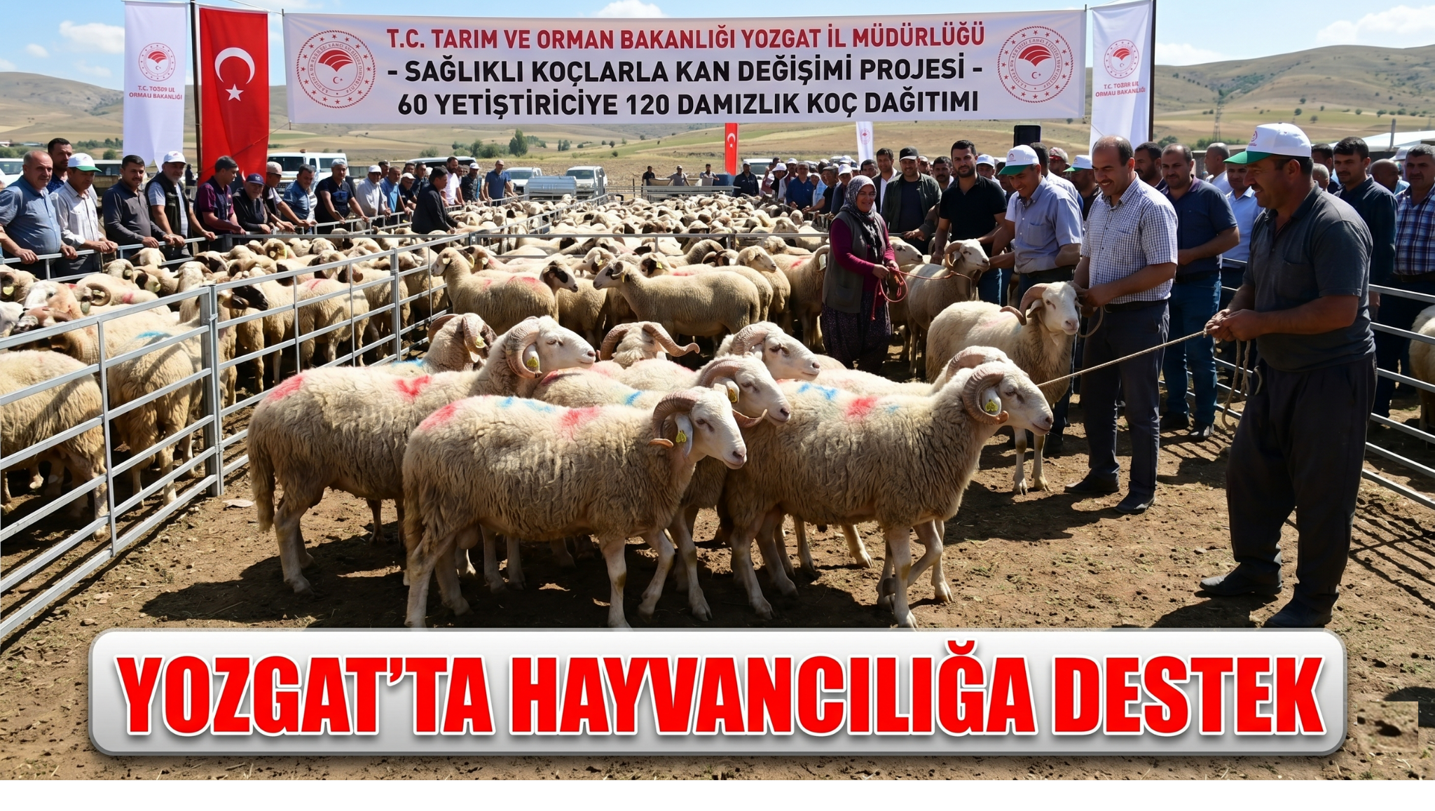 Yozgat’ta Hayvancılığa Destek: Besiciye Damızlık Koç Dağıtıldı