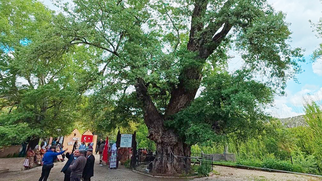Yozgat’ta kutsal sayılan anıt ağaca ziyaret yasağı!