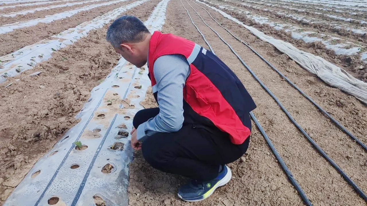 Yerköy’de domates üreticilerine tarla ziyareti