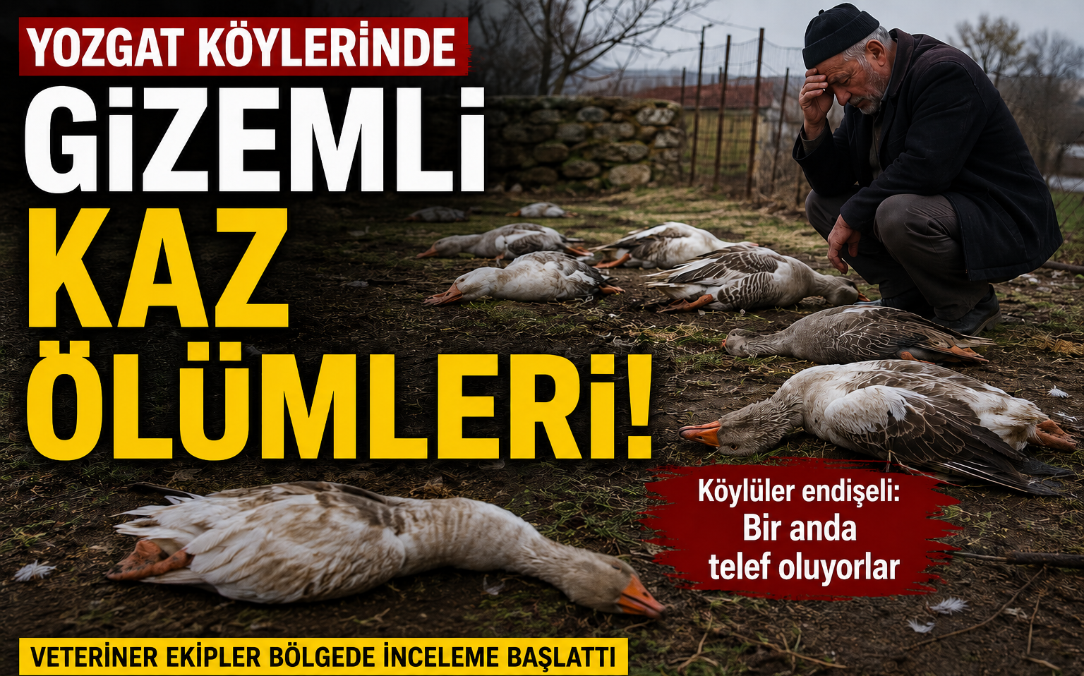 Yozgat Köylerinde Gizemli Kaz Ölümleri! Köylüler Endişeli: Bir Anda Telef Oluyorlar