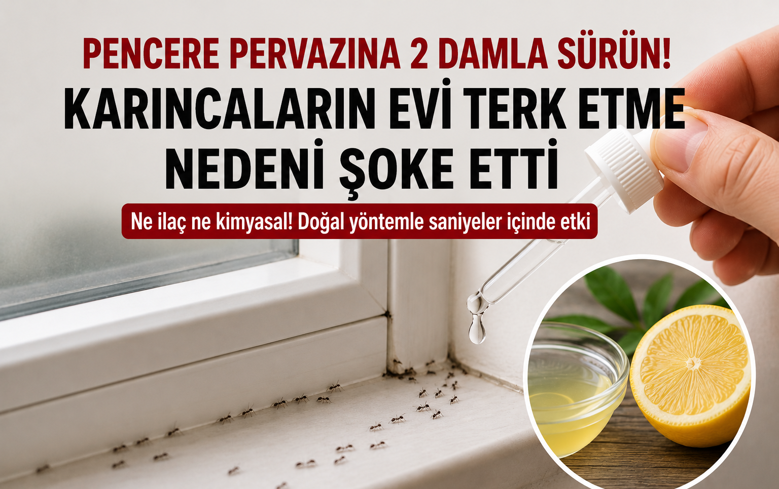 Pencereye Sadece 2 Damla! Karıncalar Bir Anda Evi Terk Ediyor