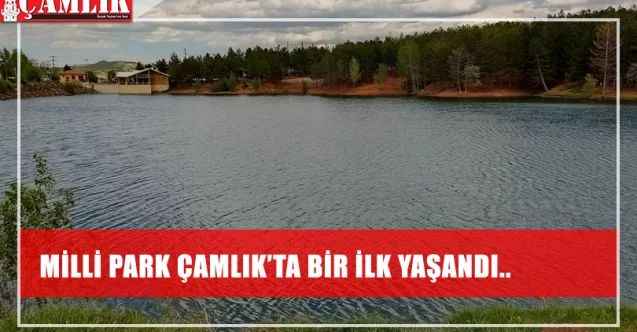 Türkiye'nin ilk milli parkı Çamlık'ta bir ilk yaşandı