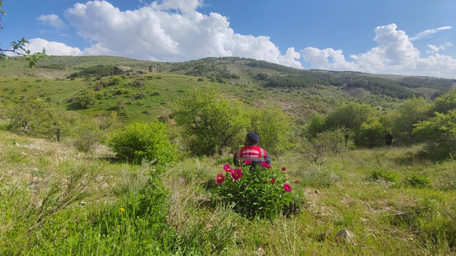 Cehrilik Lalesi İçin Alarm! Yozgat’ta Koruma Seferberliği