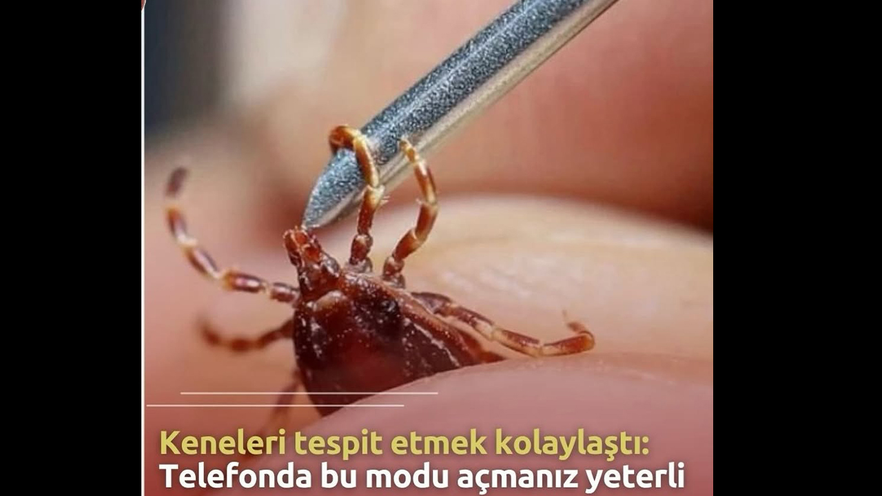 Yozgatlılar Dikkat! Bu Özellik Kene Tespitini Kolaylaştırıyor