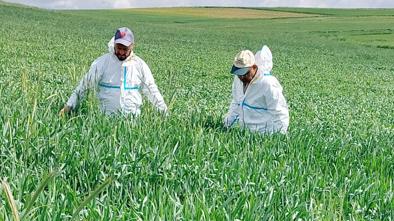 Yozgat’ta Süne Mücadelesi Başladı: 1,5 Milyon Dekarda Hububat Tarlaları Kontrol Ediliyor