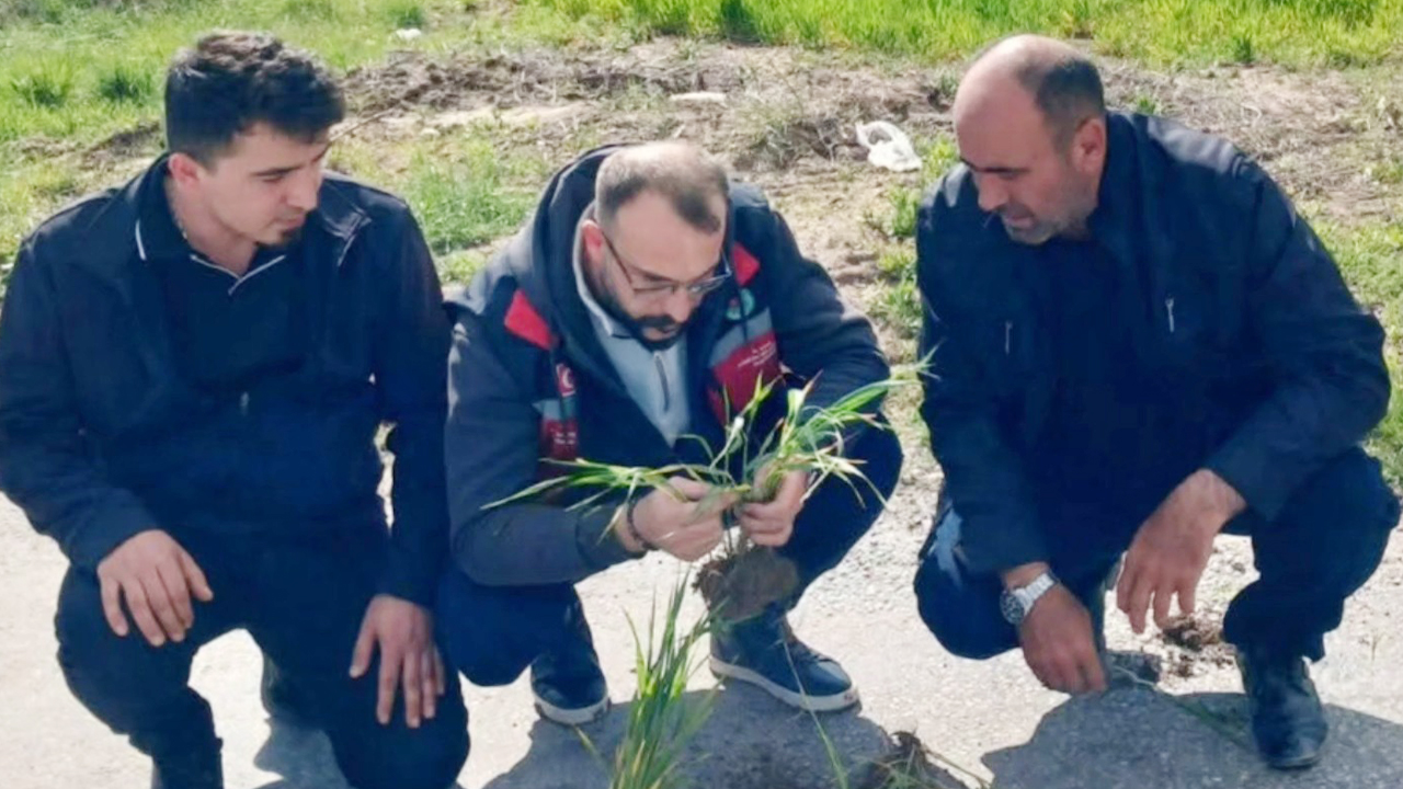 Sarıkaya’da Hububat Alarmı: Ziraat Odasından Çiftçiye Hastalık Uyarısı