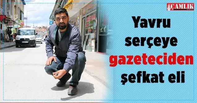 Yozgat'ta yavru serçeye gazeteciden şefkat eli