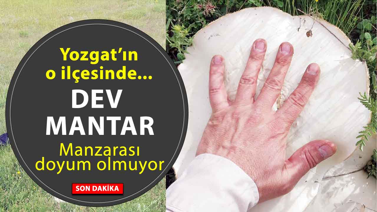 Yozgat’ta Dev Mantarlar Görenleri Şaşkına Çevirdi! Karadeniz Gibi Yozgat!