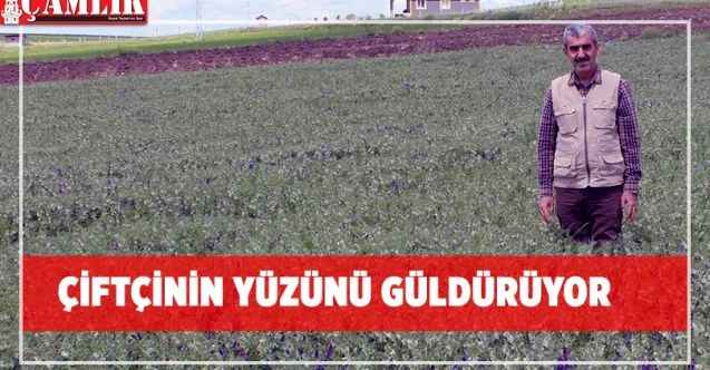 Toprak İşlemesiz Tarım Çiftçinin Yüzünü Güldürüyor