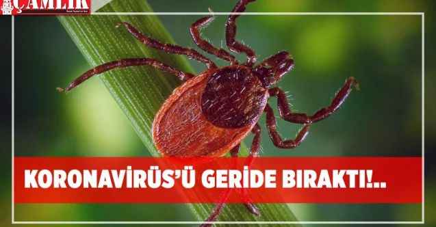 Kene, koronavirüs'ü geride bıraktı