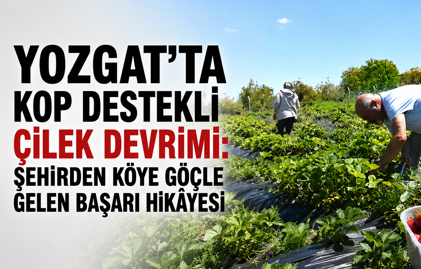 Yozgat’ta KOP Destekli Çilek Devrimi: Şehirden Köye Göçle Gelen Başarı Hikâyesi