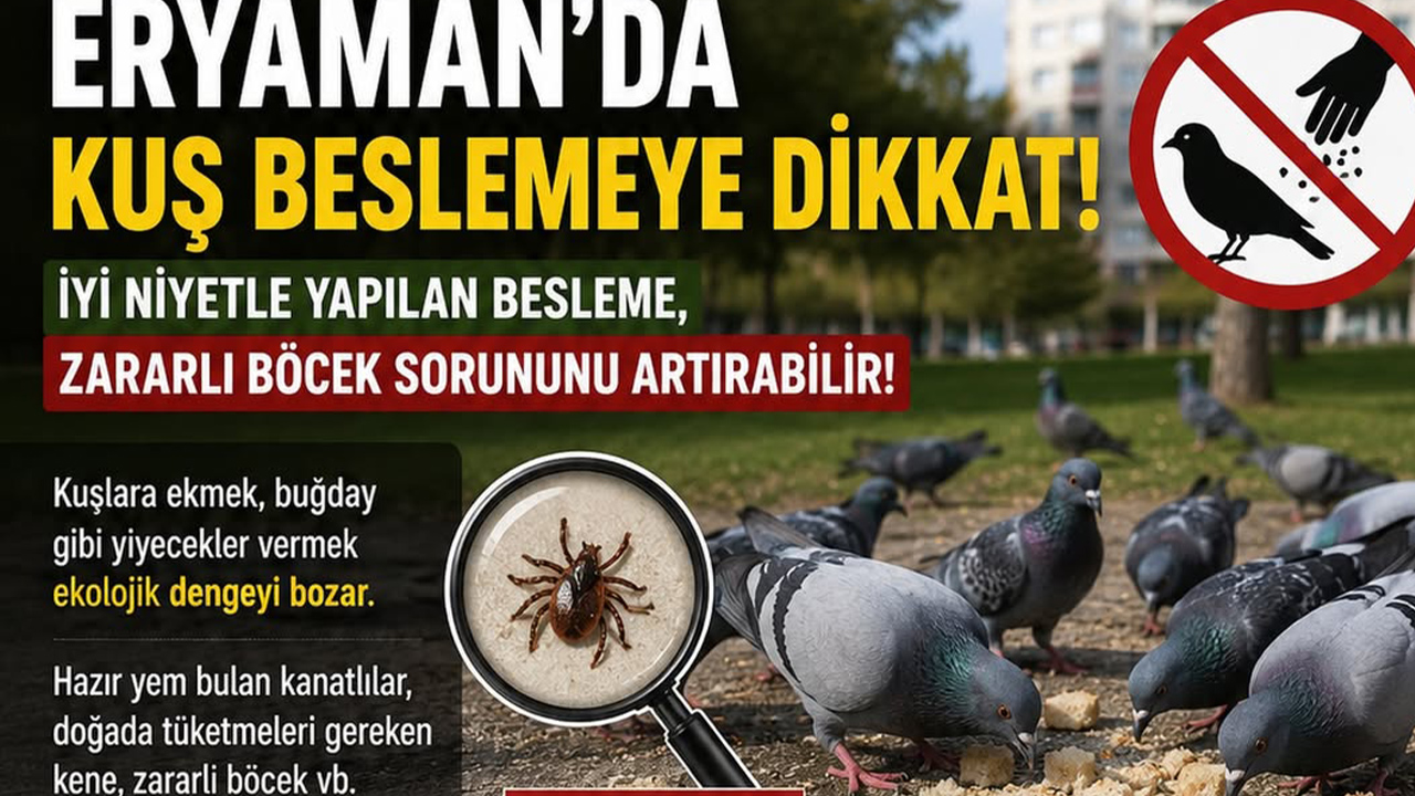 Ankara’da kuş besleyenlere büyük şok: aslında düzeni bozuyorlar!