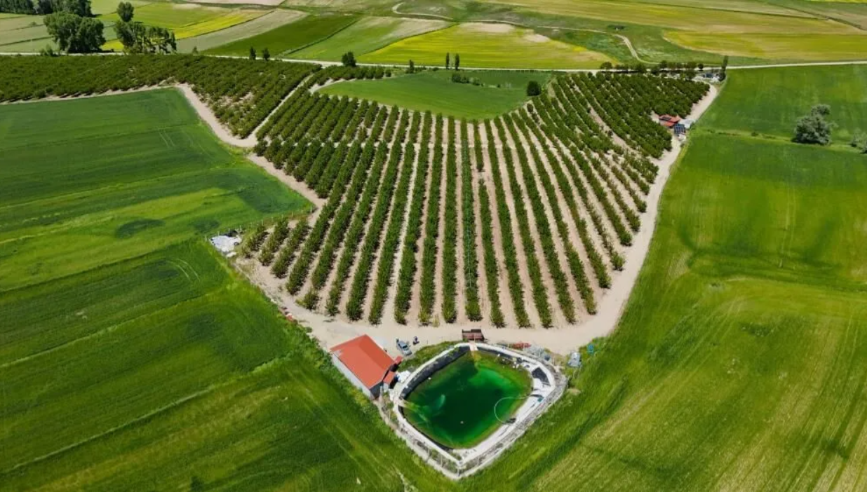 Yozgat'ta Kirazda Rekor Hasat Beklentisi