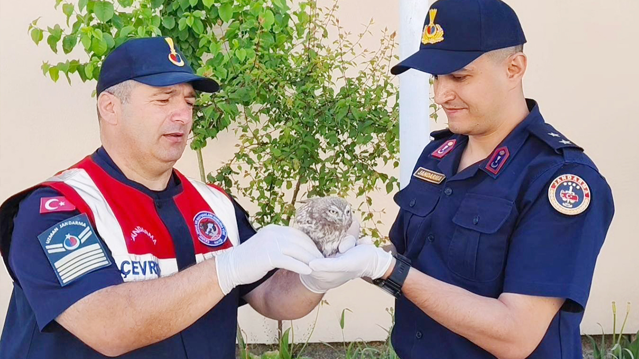 Yozgat’ta cezaevi çatısından düşen yavru baykuşa jandarma şefkati