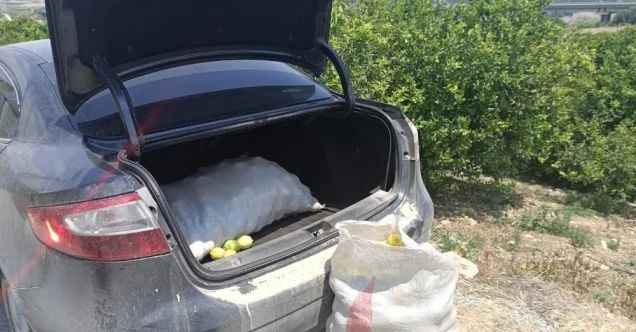 Limon ve motosiklet hırsızları yakalandı