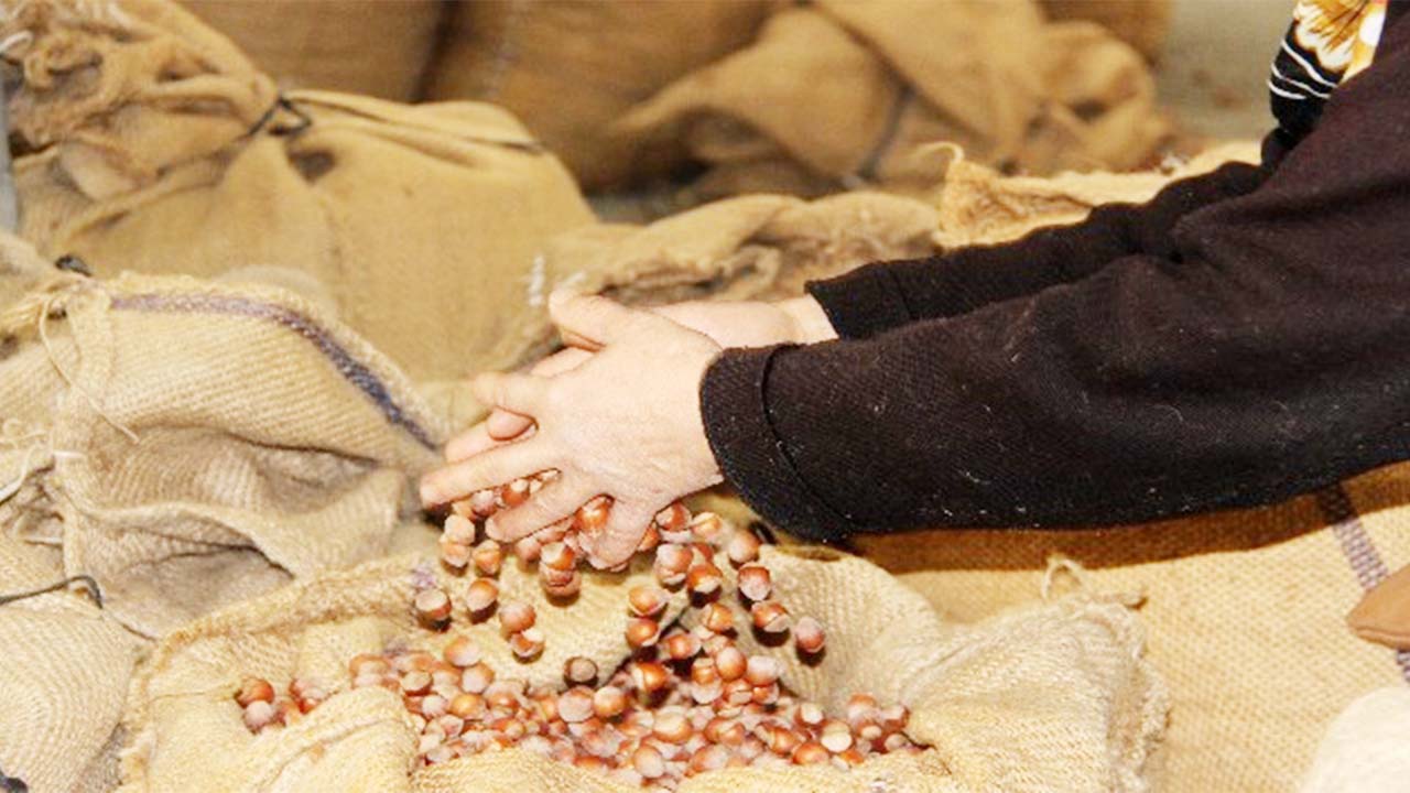 10 Eylül 2025 Fındık Fiyatları 300 TL’yi Geçti