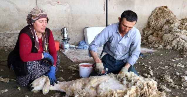 Havaların ısınmasıyla besicilerin koyun kırkma telaşı başladı