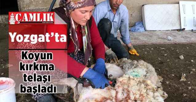 Havaların ısınmasıyla Yozgat'ta besicilerin koyun kırkma telaşı başladı