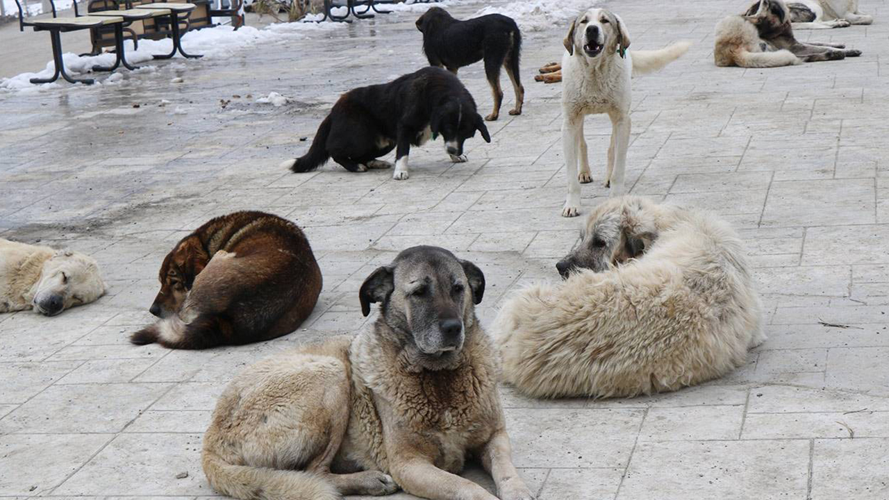 Köpeklerde Gençlik Hastalığı Nedir