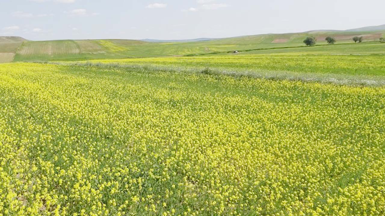 Yozgat Sorgun’da 17 Dönümlük Tarla Açık Artırmayla Satışta!