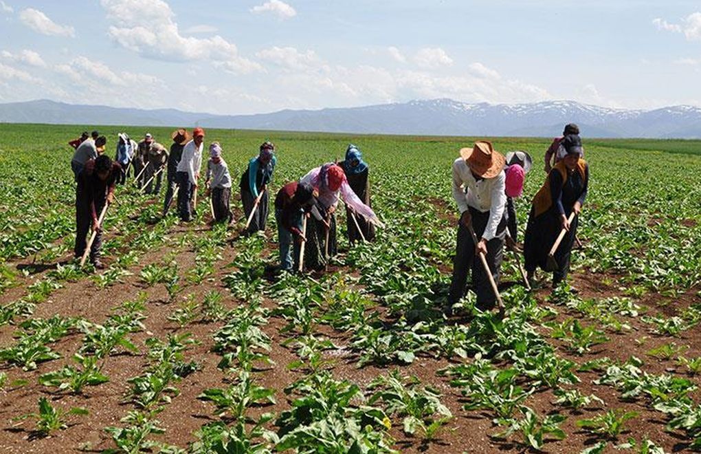 Mevsimlik Tarım İşçileri İçin Yeni Dönem! Yozgat Dahil 81 İle Talimat Gönderildi
