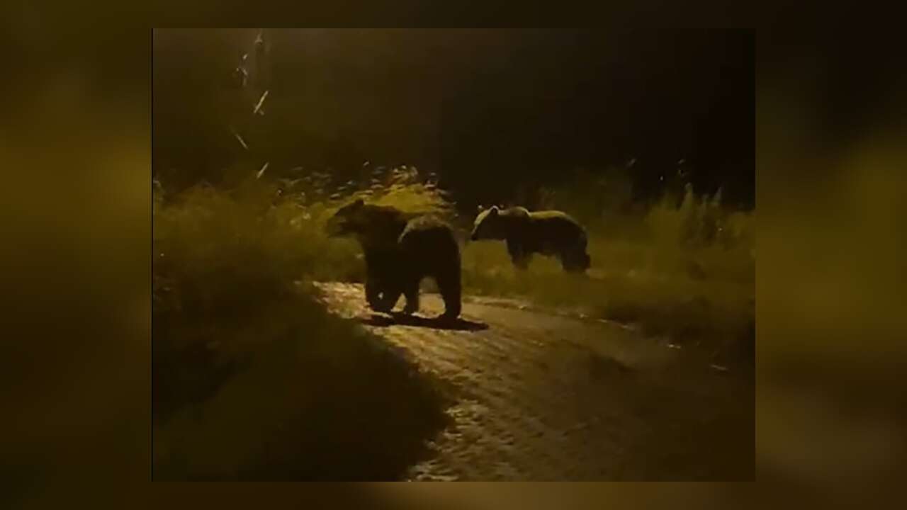 Yozgat’ta Köy İçinde Görüntülenen İki Ayı Tedirgin Etti: O Anlar Kamerada