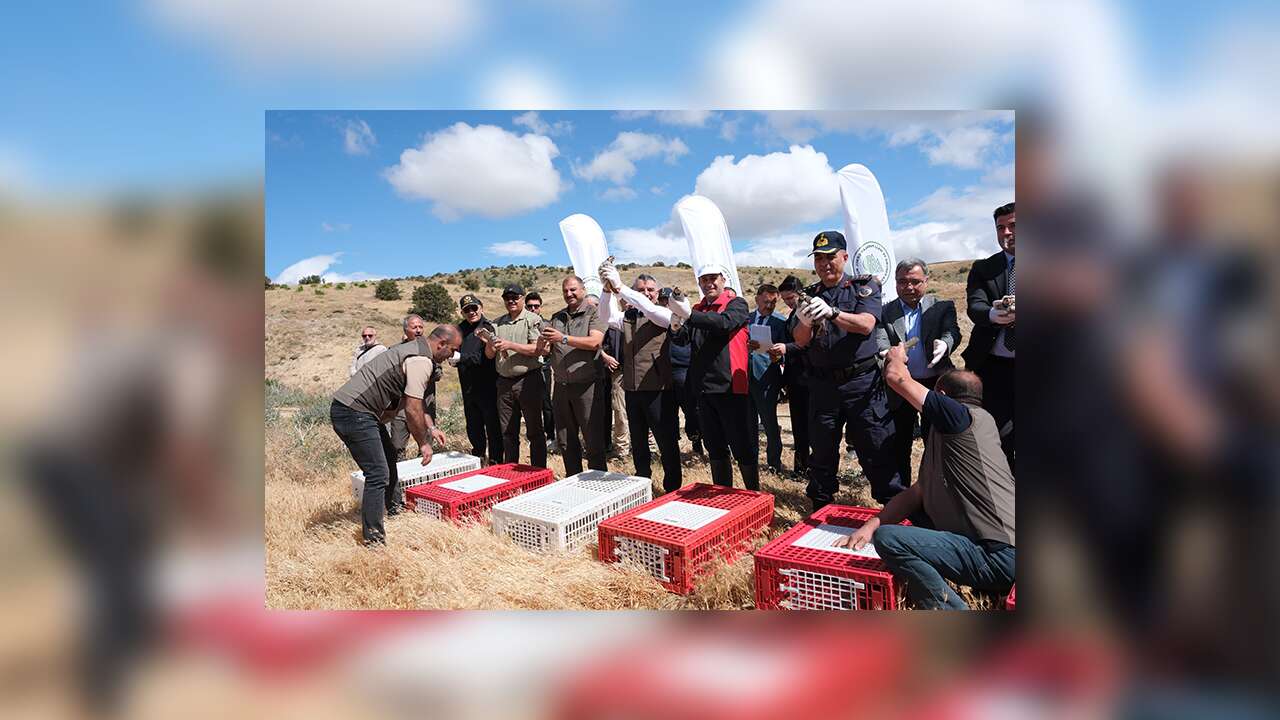 Yozgat'ta Doğaya 1000 Keklik Bırakıldı: Hem Kene ile Mücadele Hem Ekolojik Dengeye Destek