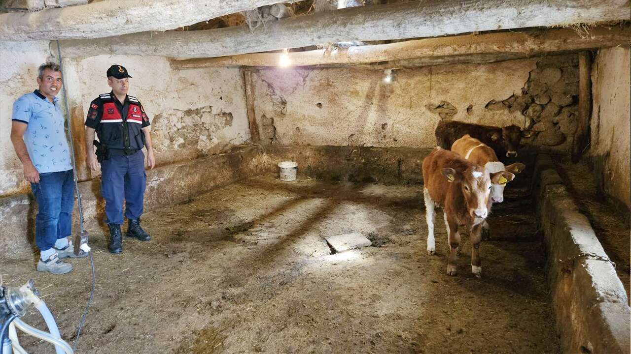 Yozgat’ta  Kayıp Hayvan Alarmı