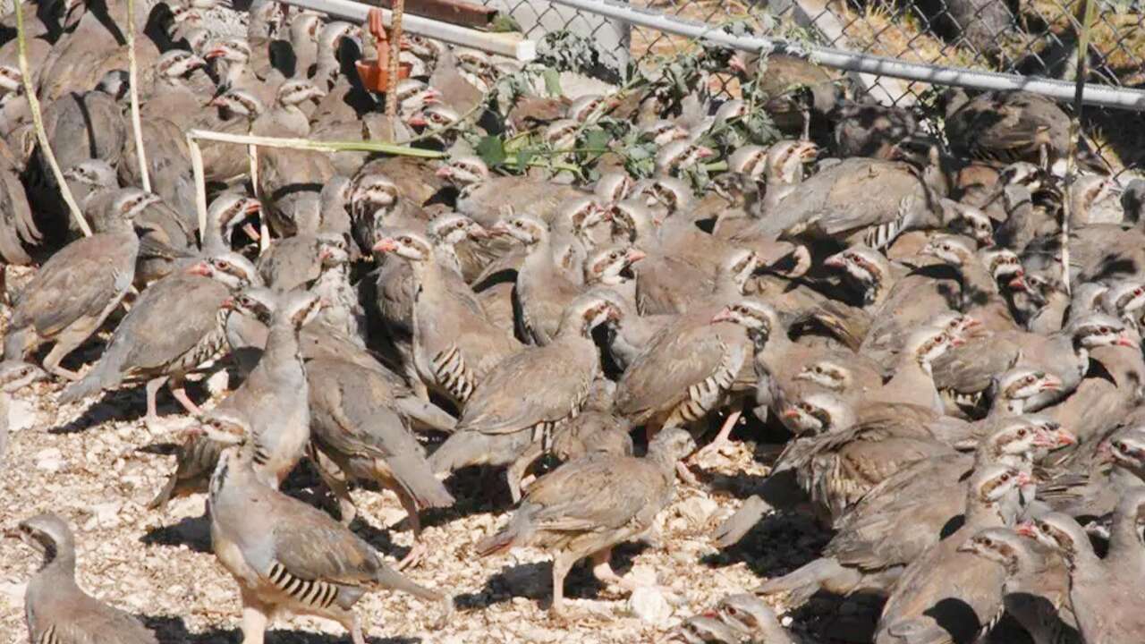 Yozgat’ın korkulu rüyası ile mücadele için yetişiyorlar: tam 51 bin tane!