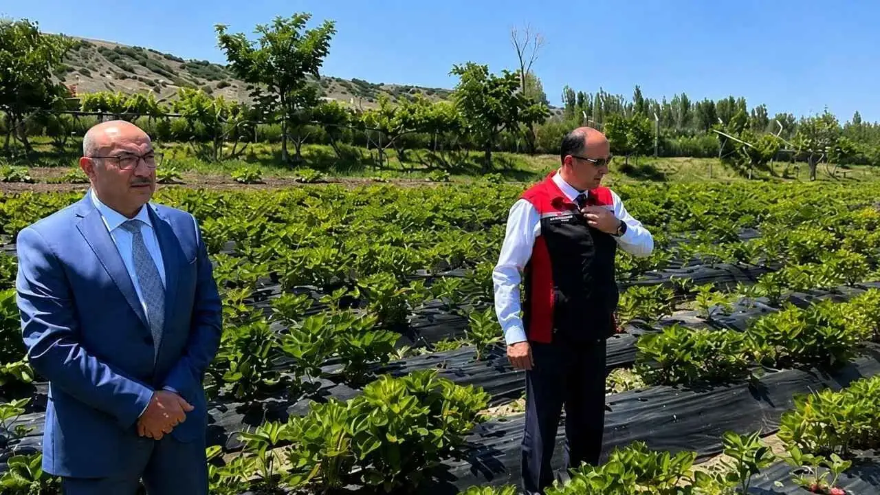Yozgat’ta Yeni Tarım Başarısı! Çilek Üretimi Bölgeye Umut Oluyor