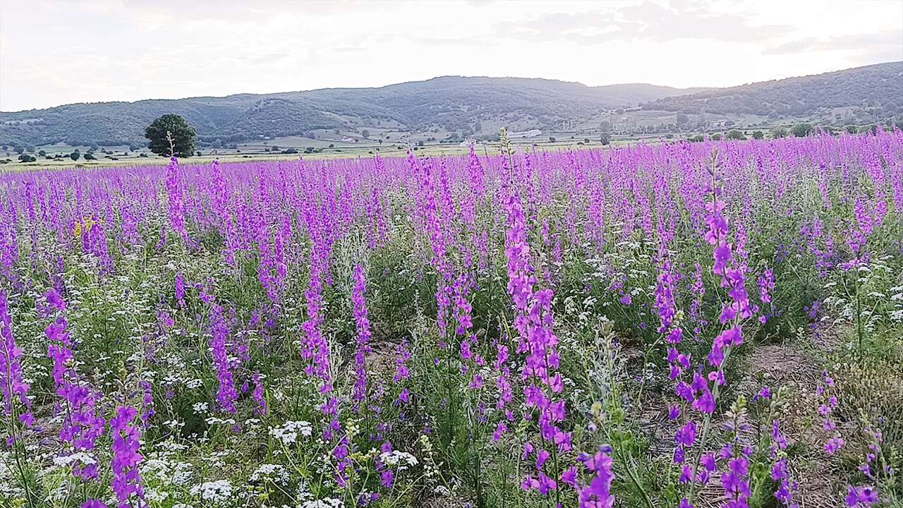 Yozgat’ta tarlalar mora boyandı kartpostallık görüntüler oluştu
